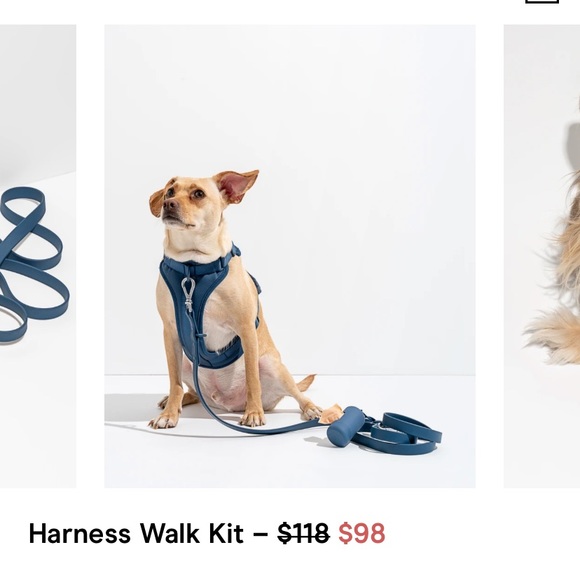 Wild One dog harness set + collar - Picture 10 of 10